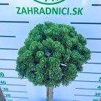 Borovica čierna (Pinus nigra) 'BENJAMIN' - výška 90 cm, kont. C18L - NA KMIENKU